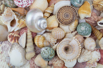 Seashell background or texture