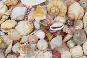 Seashell background, lots of different sea shells piled together