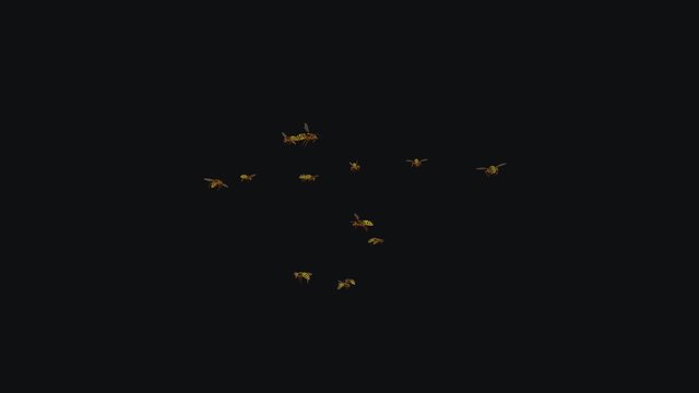 Wild Hornet Wasp Swarm V LS UHD. Yellow, orange and black body color. Aggressive flying loop. Long view. Realistic 3D animation isolated on transparent background.