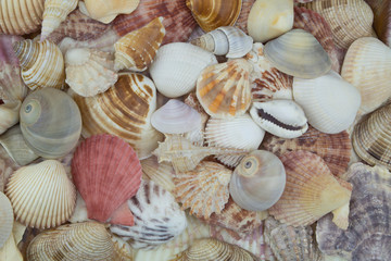 Many seashells as pattern