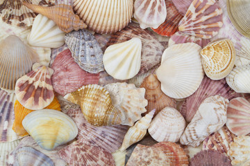 Seashells collection close up