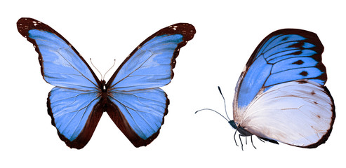 Color butterflies , isolated on white background