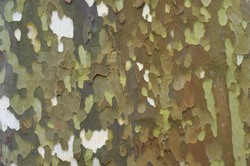 Interesting pattern on bark of a tree