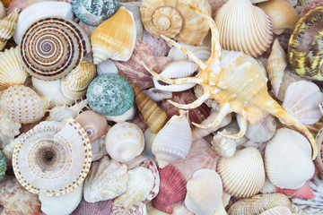 Seashell background, lots of different seashells piled together