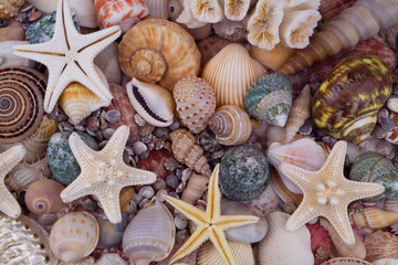 Tropical sea shells background with starfishes