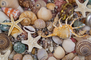 Amazing seashells and starfishes close up