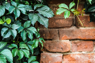 Brick wall of deserted house covered in green. Abstract wallpaper.