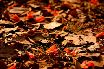 Butea monosperma fell on the ground