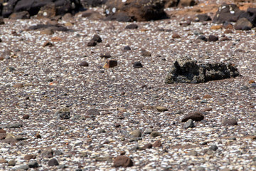 shells at beach