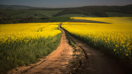 Road through the field