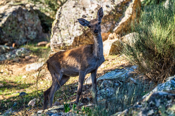 Iberian red deer, Cervus elaphus hispanicus. Monfrague National Park, Spain.