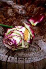 rose auf holz  textfreiraum