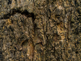 Bark picture backgrouds. Wood