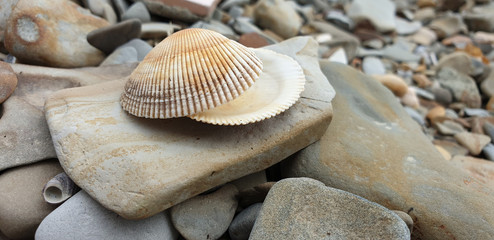 shells on the beach