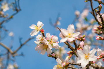 View on blooming almond tree on blue sky background in Spain in January. Flowering trees as a symbol of the coming spring. Roses, Catalonia. White almond flowers and green buds on a branch.