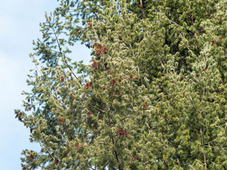 Fototapeta na wymiar Sapin de Douglas (Pseudotsuga menziesii) au tronc marron-rouge, rameaux pendant entourés d'aiguilles en écouvillon vert foncé, garni de cônes brun écailleux