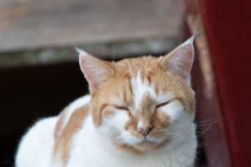 Fototapeta premium cat called rorey