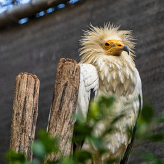 Egyptian vulture,Neophron percnopterus in Jerez de la Frontera, Andalusia, Spain