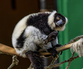 Black and white ruffed lemur in Jerez de la Frontera, Andalusia, Spain