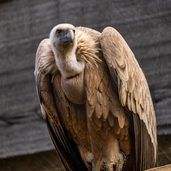 Griffon vulture, Gyps fulvus in Jerez de la Frontera, Andalusia, Spain