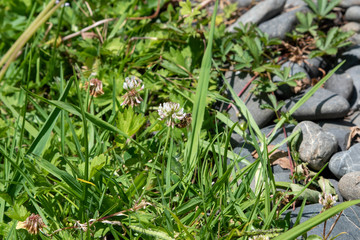 bee on flower, garden