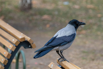 Hooded crow (Corvus cornix) Wildlife in natural habitat
