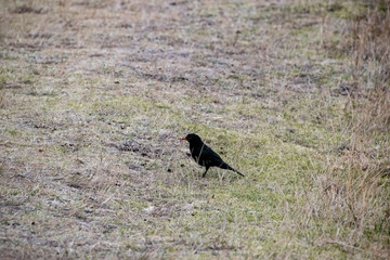 bird, sitting in grass, auckland morning, sunrise