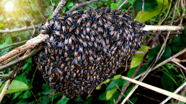 Bees make a nest on a branch.