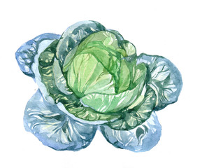 Watercolor Cabbage on white background 