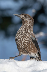 Close-up portrait of beautiful Spotted Nutcracker (Nucifraga caryocatactes)