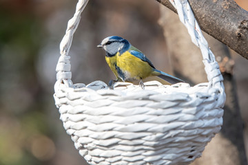 Blue tit (Cyanistes caeruleus or Parus caeruleus) Wildlife photo