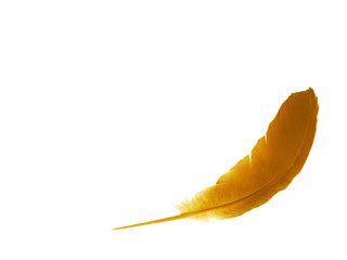 Beautiful color feather isolated on white background