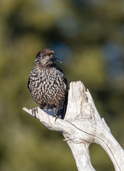 Close-up portrait of beautiful Spotted Nutcracker (Nucifraga caryocatactes)
