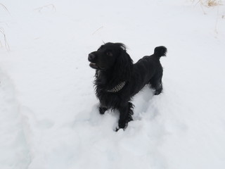 English Cocker Spaniel running through snow. Funny black puppy