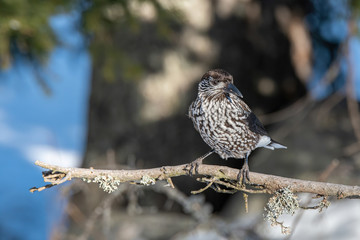 Close-up portrait of beautiful Spotted Nutcracker (Nucifraga caryocatactes)