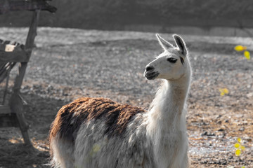 Close up portrait of Lama (Lama glama)