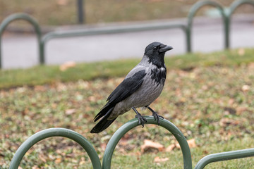 Hooded crow (Corvus cornix) Wildlife in natural habitat