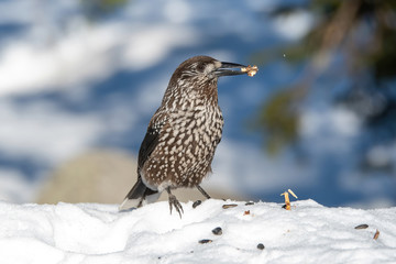 Close-up portrait of beautiful Spotted Nutcracker (Nucifraga caryocatactes)