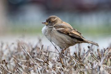 House Sparrow Passer domesticus in natural background