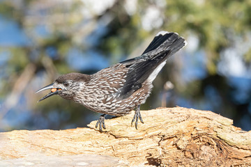 Close-up portrait of beautiful Spotted Nutcracker (Nucifraga caryocatactes)