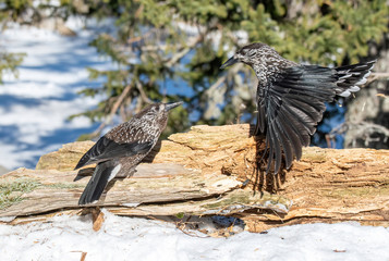 Close-up portrait of beautiful Spotted Nutcracker (Nucifraga caryocatactes)