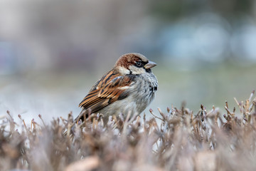 House Sparrow Passer domesticus in natural background