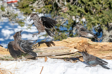 Close-up portrait of beautiful Spotted Nutcracker (Nucifraga caryocatactes)