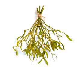 Viscum album, commonly known as European mistletoe, common mistletoe or simply as mistletoe, mistle. Isolated