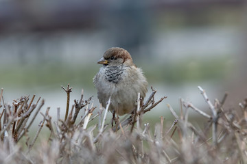 House Sparrow Passer domesticus in natural background