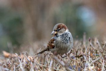 House Sparrow Passer domesticus in natural background