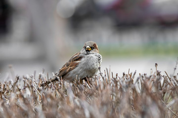 House Sparrow Passer domesticus in natural background