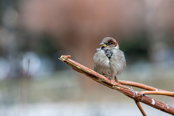 House Sparrow Passer domesticus in natural background