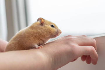 close-up. yellow hamster agility runs hand in hand. there is a tint. natural lighting