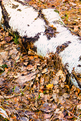 old foliage in the forest